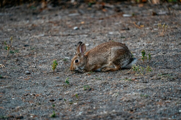 Adolescent rabbit relaxing at twilight in Seattle, Washington