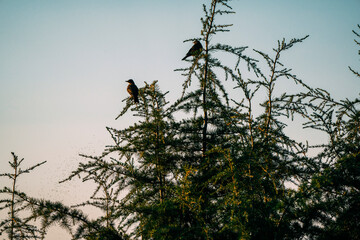 Birds perched high in a pine tree at sunset