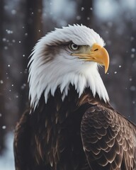 Obraz premium Portrait of the the bald eagle at winter