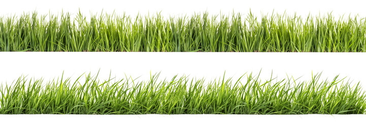 A set of long horizontal stripes of green grass cut out on a transparent background in PNG format. A strip of grass with various sprouts, side view, close-up.