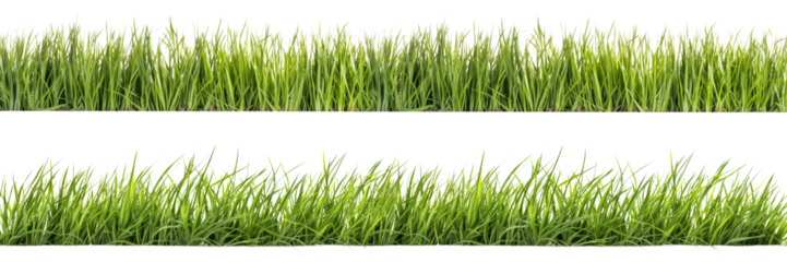 A set of long horizontal stripes of green grass cut out on a transparent background in PNG format. A strip of grass with various sprouts, side view, close-up.