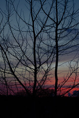 Black tree silhouette with colourful dark blue pink sunset and clouds 
