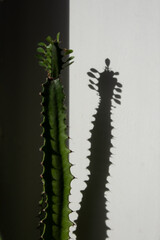 Euphorbia trigona, african milk tree, cathedral cactus at home