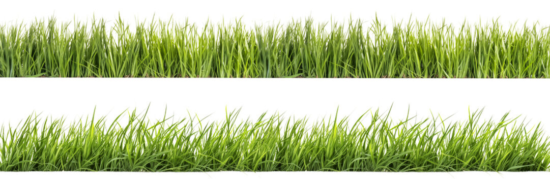 A set of long horizontal stripes of green grass cut out on a transparent background in PNG format. A strip of grass with various sprouts, side view, close-up.