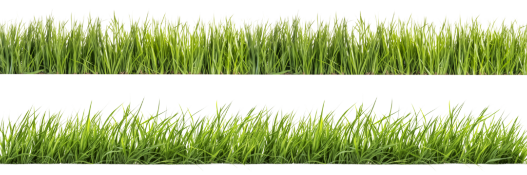 A set of long horizontal stripes of green grass cut out on a transparent background in PNG format. A strip of grass with various sprouts, side view, close-up.