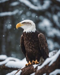 Obraz premium Portrait of the the bald eagle at winter