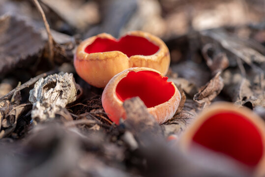 Sarcoscypha austriaca - a saprobic rare nonedible fungus known as the scarlet elfcup.