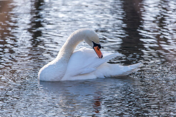 Water bird swan swim in the river