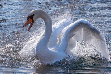 Water bird swan swim in the river