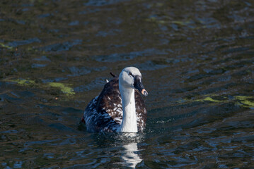 Anser cygnoides, Cygnopsis cygnoides, Swan.