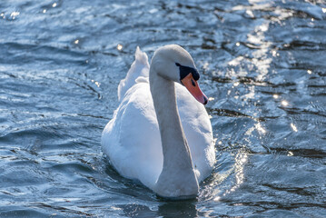 Water bird swan swim in the river