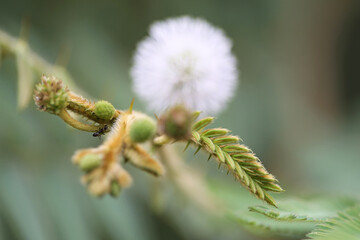A white mimosa flower and leaves with a small black ant, taken in Copan, Honduras.