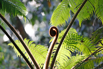 Backlit fern fronds in the rainforest at Pico Bonito, Honduras. © Jenny Grewal