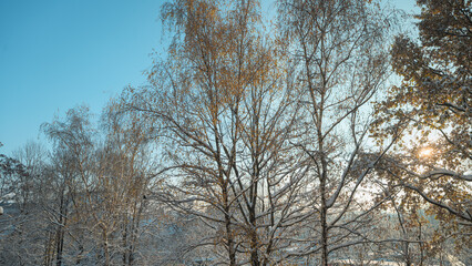 Autumn trees covered with white fresh snow. Turn of autumn and winter. Beautiful morning sunlight