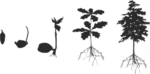 Fotobehang Life cycle of oak tree svg, Life cycle of oak tree silhouette,  Cycle of tree silhouette, Life cycle of oak vector, Life cycle of olk seed svg, Cycle of tree svg, Growing oak seed silhouette V02.   © DesignLands 