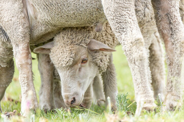 Merino breed sheep grazing on a pasture in South Africa 10