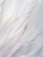 Close up abstract white feather background