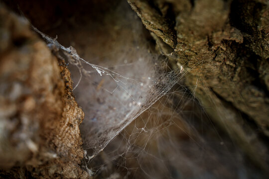 Spider web in the bark of a tree, closely photographed