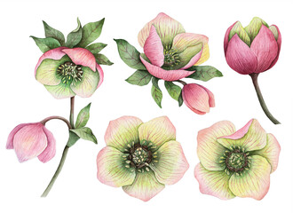 Watercolor set of hellebore flowers, hand painted floral illustration isolated on a white background.