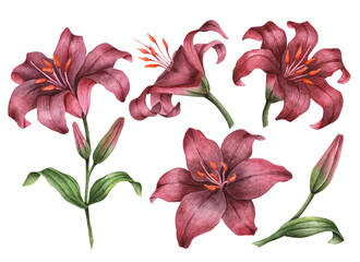Set of watercolor lilies, hand painted floral illustration, maroon flowers isolated on a white background.