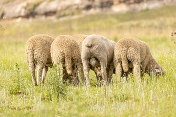 Merino breed sheep grazing on a pasture in South Africa 2