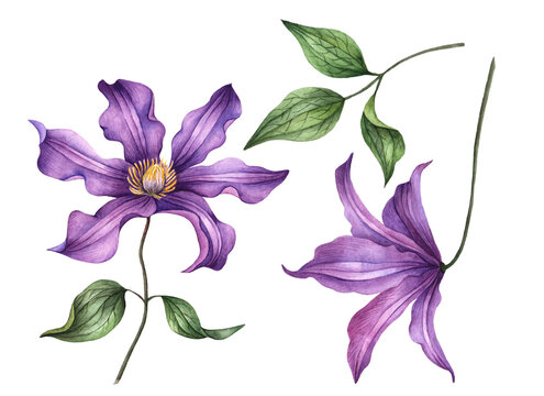 Watercolor clematis, hand painted floral illustration, set of flowers and leaves isolated on a white background.