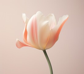 an image of a white and pink tulip on white background with a light pink background,