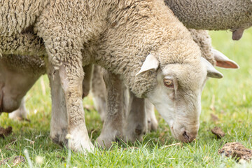 Naklejka na ściany i meble Merino breed sheep grazing on a pasture in South Africa 6