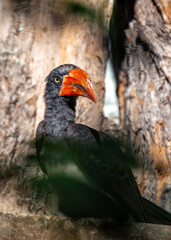 Crowned Hornbill (Lophoceros alboterminatus)