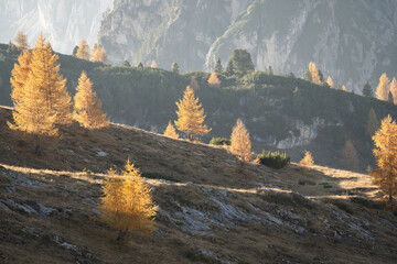 Orange golden larches glowing while catching the last light of the day, Dolomites, Italy
