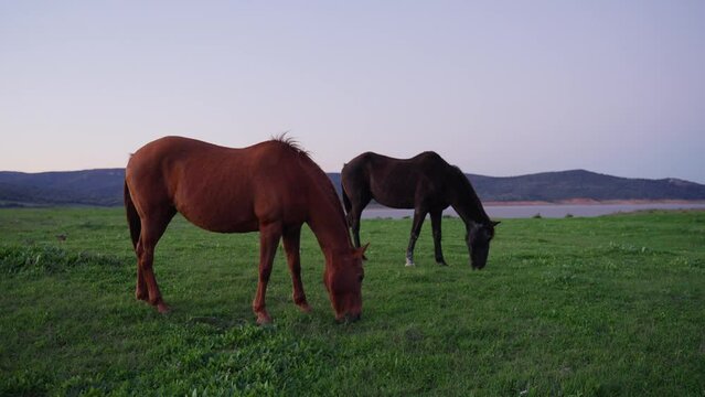 Horses eating grass in the field at sunrise. Mountain lake by backgrounds