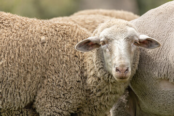 A sheep with a bemused expression on its face looking at the camera