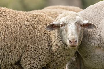 Obraz premium A sheep with a bemused expression on its face looking at the camera