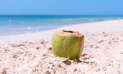 Noix de coco fraîche sur une plage de sable fin en Martinique, Antilles Françaises.	