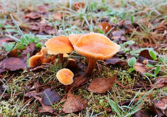 Orange mushrooms during frost. Mushrooms in their natural environment.
