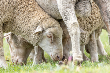 Naklejka na ściany i meble Merino breed sheep grazing on a pasture in South Africa 7