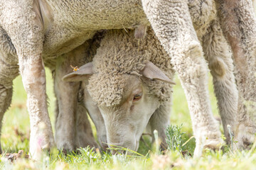 Merino breed sheep grazing on a pasture in South Africa 8