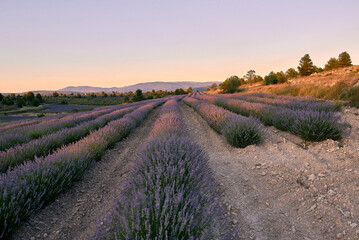 Fototapeta na wymiar A lavender field in bloom on a sunny day