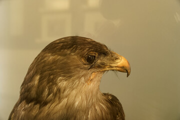 bird animal nature wild predatory head feathers beak eyes fauna