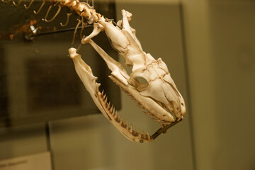 skull skeleton fossil paleontology ancient animal nature nature