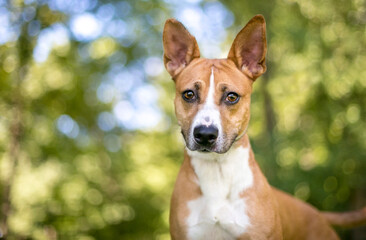 A red and white Terrier mixed breed dog with large ears