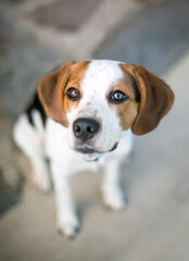 A Beagle dog sitting