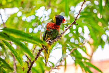 Rainbow Lorikeet (Trichoglossus moluccanus) Outdoors