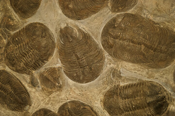 fossil paleontology old stone geology imprint animal fossil ston