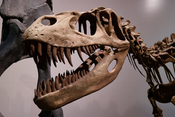 skull skeleton fossil paleontology ancient animal nature nature