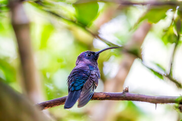 Violet Sabrewing Hummingbird (Campylopterus hemileucurus) Outdoors