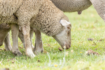 Obraz na płótnie Canvas Merino breed sheep grazing on a pasture in South Africa 4