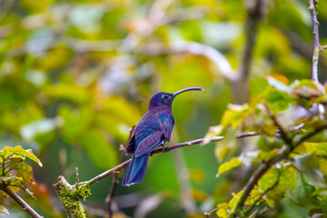 Violet Sabrewing Hummingbird (Campylopterus hemileucurus) Outdoors