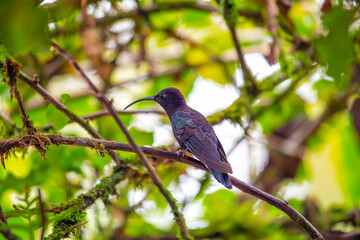 Violet Sabrewing Hummingbird (Campylopterus hemileucurus) Outdoors