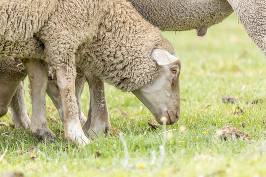 Merino breed sheep grazing on a pasture in South Africa 4
